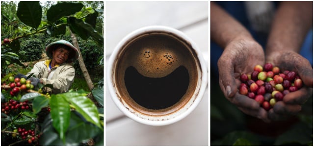 Koffein guarana - Der absolute Vergleichssieger 