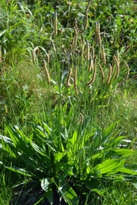 spitzwegerich_u_jw_161122_1000x1500 Spitzwegerich wächst fast überall