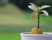Avocado züchten: Avocadokern einpflanzen