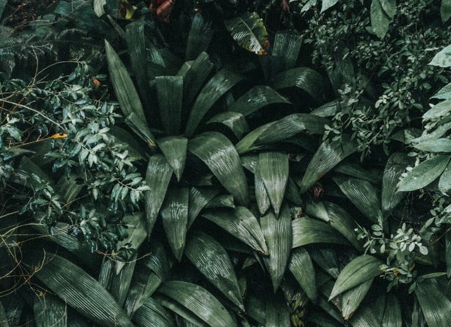 die-schusterpalme-ist-in-den-schattigen-waeldern-ch-cc0-pexels-joao-victor-valeriote-230118_download Die Schusterpalme ist in den schattigen Wäldern Chians und Japans beheimatet.