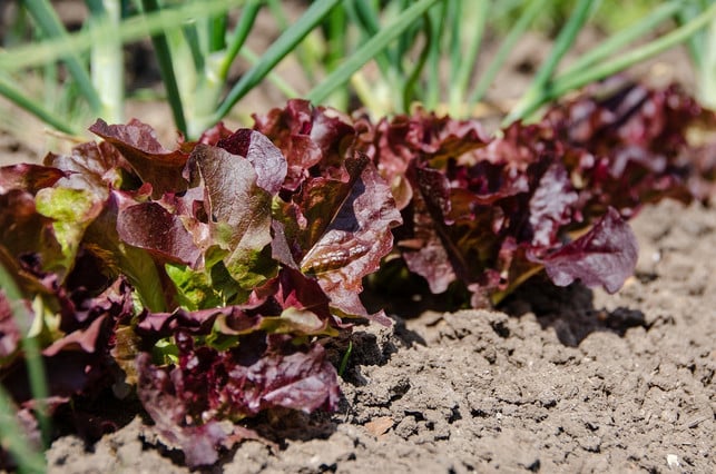 beginne-mit-den-aeusseren-blaettern-wenn-du-pfluecksa-cc0-pixabay-kathas_fotos-200526_download Beginne mit den äußeren Blättern, wenn du Pflücksalat ernten möchtest.