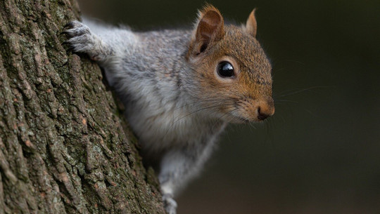 eichhoernchen-nest-cc0-pixabay-jonpauling-241120 Eichhörnchen-Nest
