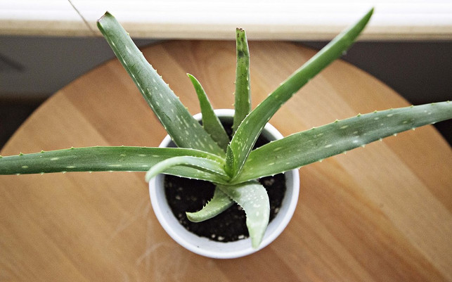Aloe Vera pflegt Nasenschleimhäute Aloe Vera pflegt Nasenschleimhäute