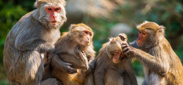 Gleichgeschlechtlicher Sex verbreitet bei Affen – das bietet Vorteil