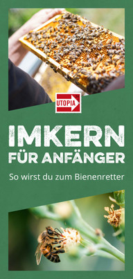imkern-fuer-anfaenger-pb-190515 Imkern für Anfänger – so wirst du zum Bienenretter