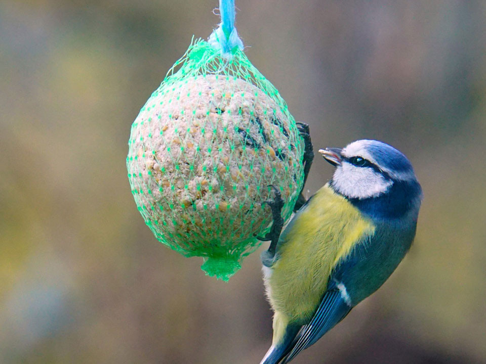 ziersträucher düngen Purgrün Schneeball-Dünger 1 kg main image 1