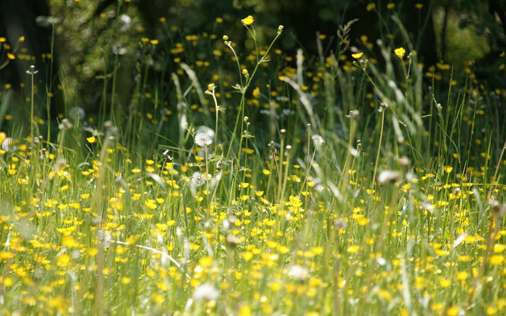 Home remedies help allergy sufferers during the hay fever season.