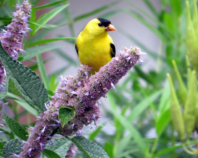 Yysop has season in the summer and can then be bought from regional cultivation.