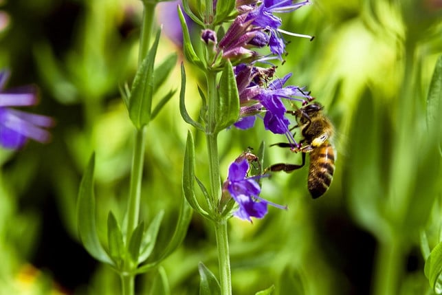 Yysop is also popular with bees.