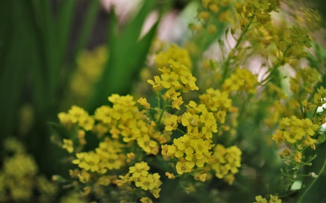 steinkraut-kannst-du-aus-samen-oder-durch-stecklin-cc0-pixabay-carola68-210628_download Steinkraut kannst du aus Samen oder durch Stecklinge vermehren.