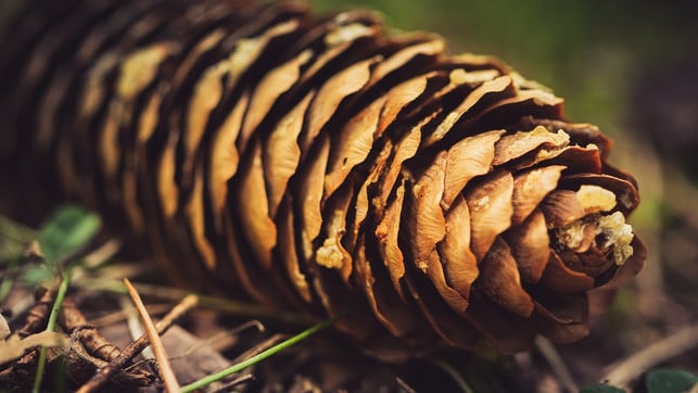 tannenzapfen-cc0-pixabay-nickype-200120 Tannenzapfen