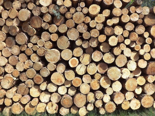 kiefernholz-laesst-sich-gut-weiterverarbeiten-cc0-pixabay-bettibu-200228_download Kiefernholz lässt sich gut weiterverarbeiten.