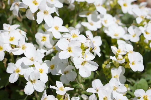 die-blueten-der-gaensekresse-sind-essbar-cc0-pixabay-pezibear-200520_download Die Blüten der Gänsekresse sind essbar.