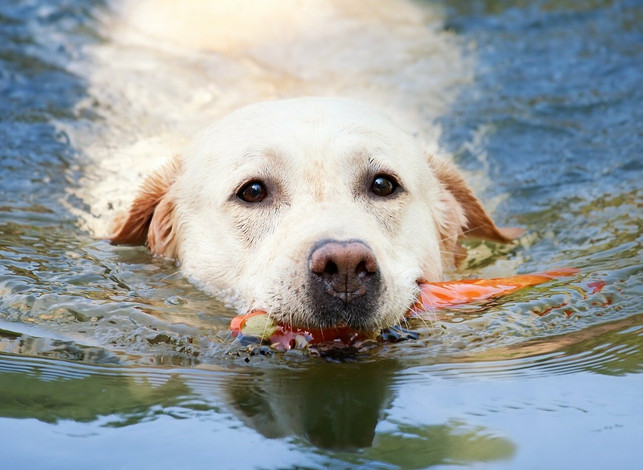 wenn-du-deinen-hund-abkuehlen-willst-kannst-du-auc-cc0-pixabay-chiemsee2016-210707_download Wenn du deinen Hund abkühlen willst, kannst du auch einen See oder Bach aufsuchen.