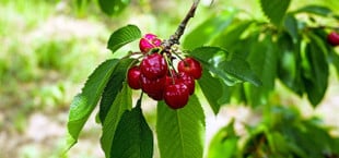 Kirschbaum pflanzen