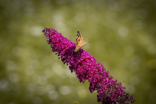 sommerflieder-laesst-sich-durch-seine-rispenfoermige-cc0-pixabay-pezibear-240319_download Sommerflieder lässt sich durch seine rispenförmigen, bunten Blütenstände erkennen.