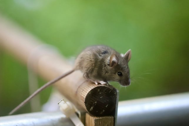 vertreibe-maeuse-mit-einer-lebendfalle-cc0--pixabay--nennieinszweidrei-250816_download Vertreibe Mäuse mit einer Lebendfalle.
