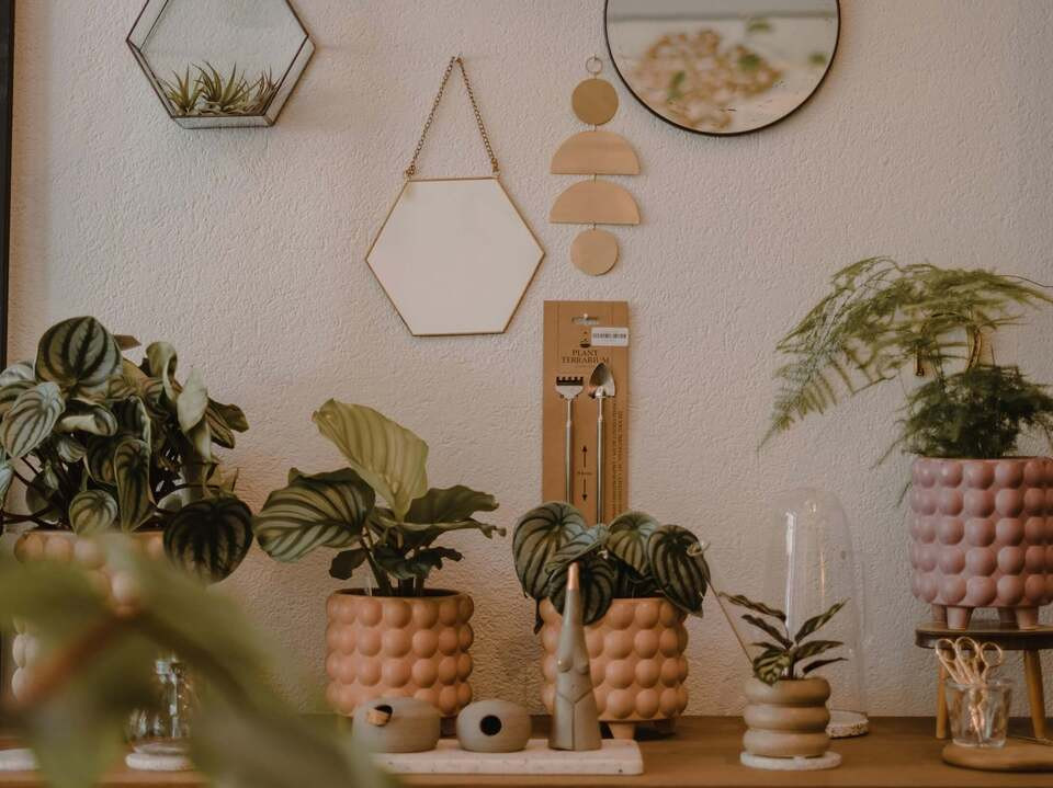 Halbschatten: Was bedeutet das fr Garten- und Zimmerpflanzen? - Utopia.de