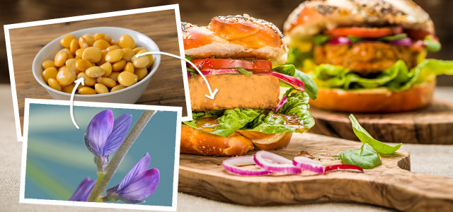 lupinen-wzc-Natalia-Mylova-Mirko-Runge-Groß-Grievitz-ProLupin-160511-1280x600 Lupine: veganer Fleischersatz aus der Region