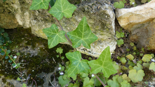 bodendecker-cc0--pixabay--hans-250811 Bodendecker