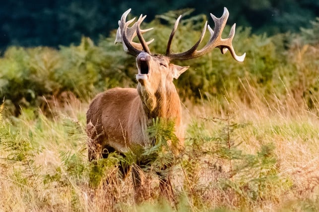 der-rothirsch-ist-in-deutschland-das-groesste-wildti-cc0-pixabay-627389-230107_download Der Rothirsch ist in Deutschland das größte Wildtier.