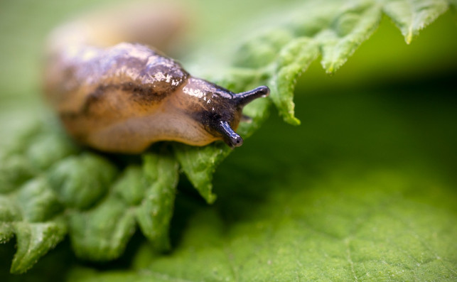 schneckenzaeune-sind-mechanische-barrieren-die-sch-cc0-pixabay-terski-240903_download Schneckenzäune sind mechanische Barrieren, die Schnecken von deinen Pflanzen fernhalten.