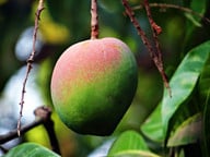 das-gesunde-mangiferin-kommt-nicht-nur-im-fruchtfl-cc0-pixabay-sarangib-190520_download Das gesunde Mangiferin kommt nicht nur im Fruchtfleisch der Mango, sondern auch in der Rinde des Mangobaums vor.