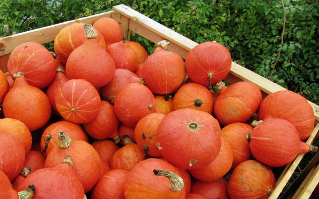 Kürbiszeit Kürbissaison Hokkaido Kürbis Saison Im September hat der Hokkaido-Kürbis Saison