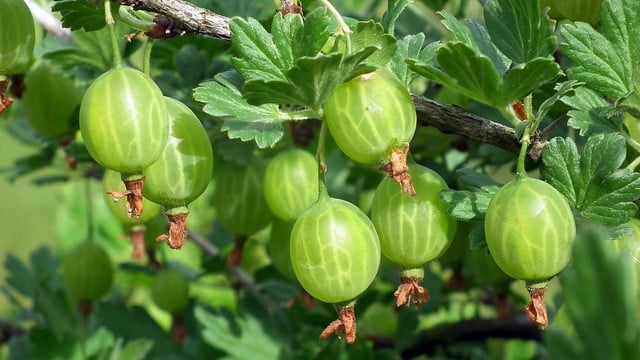 stachelbeeren-einfrieren-cc0-public-domain-pixabay-mrgajowy3-180723 Stachelbeeren einfrieren