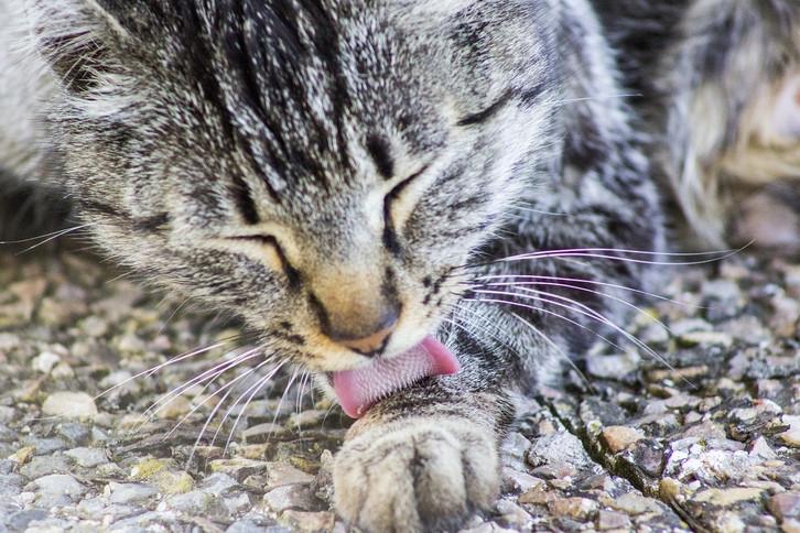 Lstige Katzenhaare: Mit diesen 3 Tipps entfernst du sie von Kleidung und  Mbeln - Utopia.de