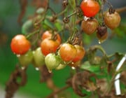 tomaten krankheiten