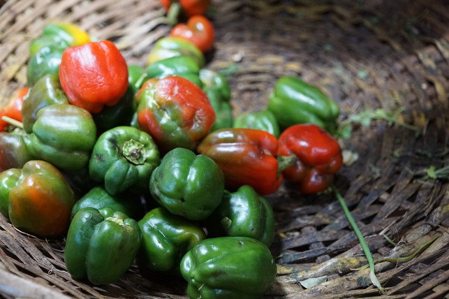 auch-schrumpelige-paprika-kannst-du-noch-essen-s-cc0-pixabay-photosforyou-200707_download Paprika lagern: Auch schrumpelige Paprika kannst du noch essen – sie hat aber weniger Nährstoffe.