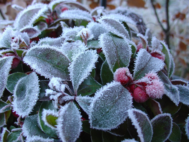 Wintergreen oil is obtained from the wintergreen bush.