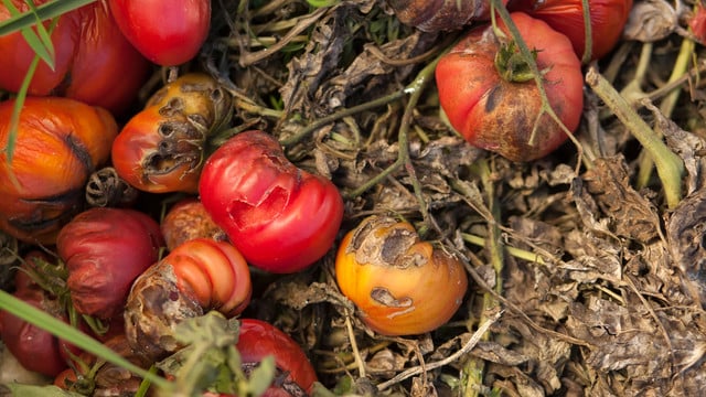 Diseases Of Tomato, late blight braunfäule tomaten