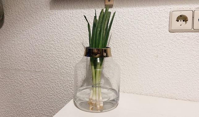Processed with VSCO with a6 preset Im Wasserglas lassen sich Frühlingszwiebeln länger lagern und wachsen nach.