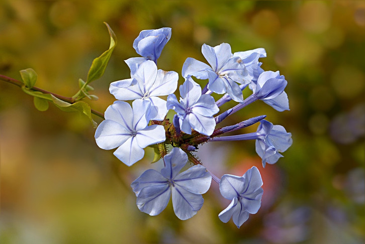 Bltezeit verlngern: So schneidest du Phlox richtig - Utopia.de