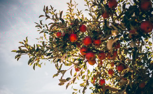 obstbaeume-kannst-du-im-herbst-zum-grossteil-grob-a-cc0--unsplash--nathan-hulsey-251008_download Obstbäume kannst du im Herbst zum Großteil grob, aber nicht zu radikal zurückschneiden.