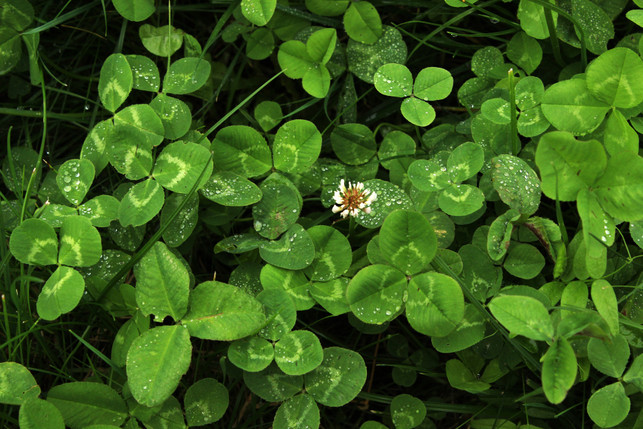 kleerasen-selbst-anzulegen-geht-schnell-und-ist-n-cc0--pixabay--asimina-250823_download Kleerasen selbst anzulegen, geht schnell und ist nicht kompliziert.