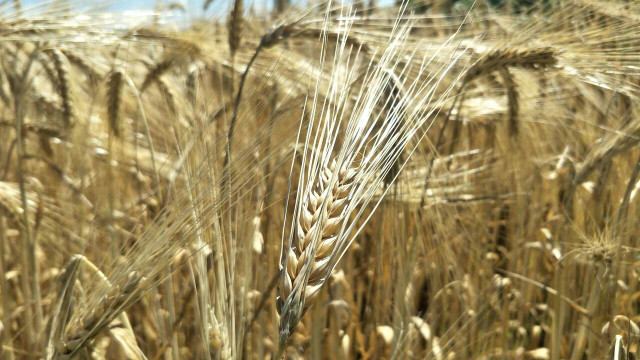 Grain is particularly often contaminated with mycotoxins.