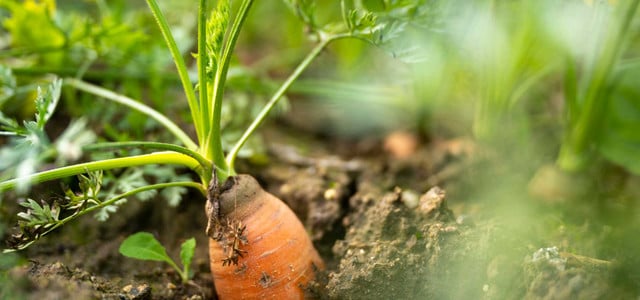 Wie du deine August-Ernte richtig lagerst - und welche Sorte du besser im Boden lässt