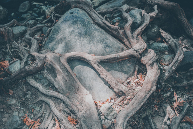 From a spiritual perspective, the roots of the tree play a particularly important role.