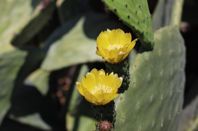 nopal-ist-ein-rohstoff-fuer-eine-vegane-lederaltern-cc0-pixabay-tujardindesdecero-200607_download Nopal ist ein Rohstoff für eine vegane Lederalternative.