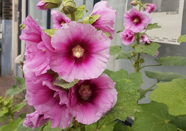 die-anreise-mit-der-bahn-entschleunigt-so-bist-du-charlotte-g-utopia-180821_download Die Anreise mit der Bahn entschleunigt. So bist du ausgeruht und kannst Amsterdam entspannt erkunden.