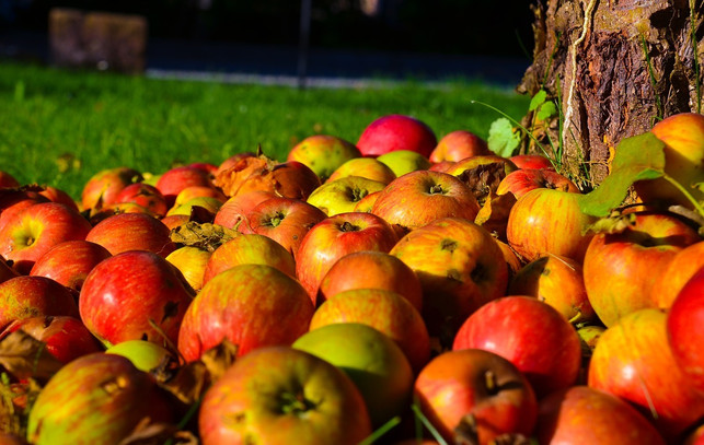 streuobstwiesen-im-herbst-erntezeit-fuer-aepfel-cc0-pixabay-luboshouska-170929_download Streuobstwiesen im Herbst - Erntezeit für Äpfel