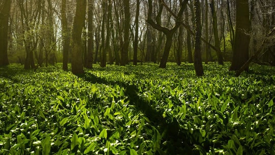 baerlauch-saison-wald-cc0-pixabay-andrejbujna-180323 Bärlauch Saison Wald