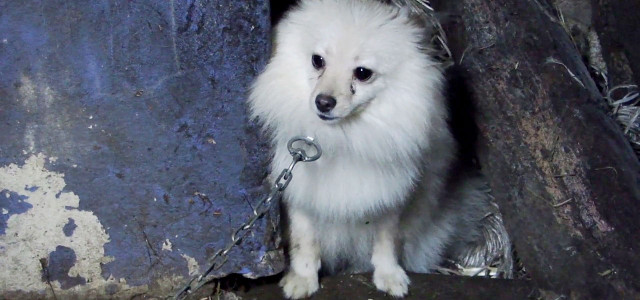 eBay Kleinanzeigen Hunde Welpen Haustiere