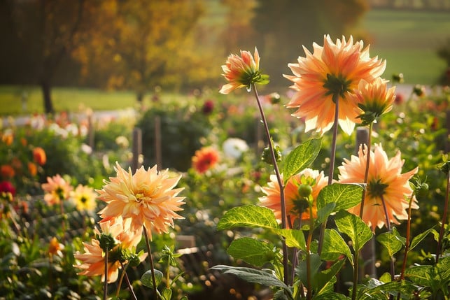 manche-pflanzenarten-brauchen-keine-besondere-pfle-cc0-pixabay-fietzfotos-230928_download Manche Pflanzenarten brauchen keine besondere Pflege, sondern werfen ihre verwelkten Blüten von alleine ab.