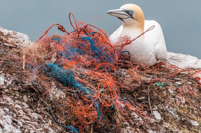 plastik-im-meer-ist-fuer-viele-tiere-problematisch-cc0-pixabay-a_different_perspective-200225_download Plastik im Meer ist für viele Tiere problematisch.