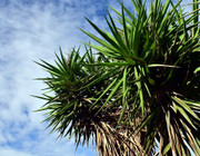 yucca palme pflegen